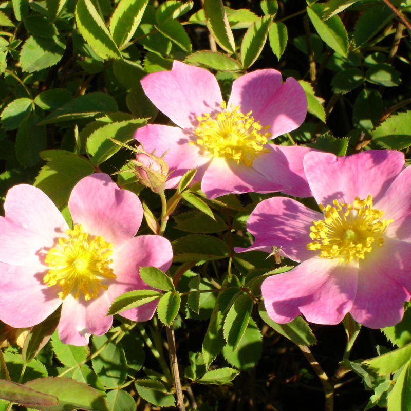 ウナム Rosa Nigra | ローザニグラ(黒い薔薇）+ustokalon.tj