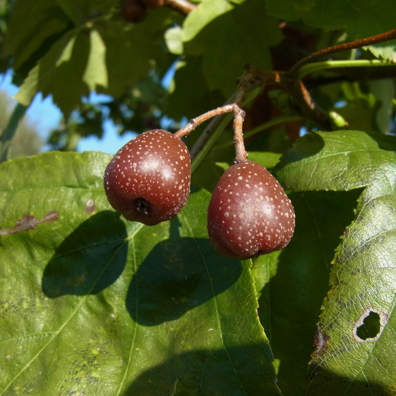 Sorbus torminalis