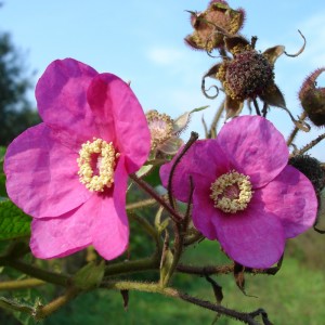 Rubus odoratus 