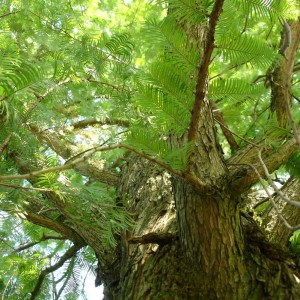 Metasequoia glybtostroboides 