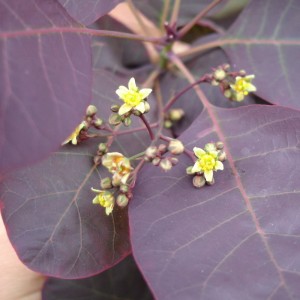 Cotinus coggygria 'Royal Purple'