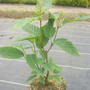 Acer carpinifolium 