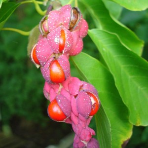 Magnolia kobus 