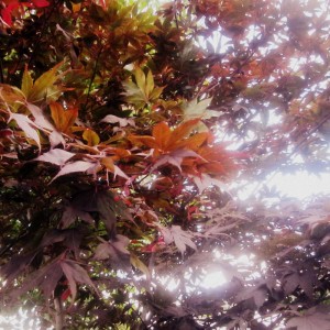 Acer palmatum ‘Atropurpureum‘ 