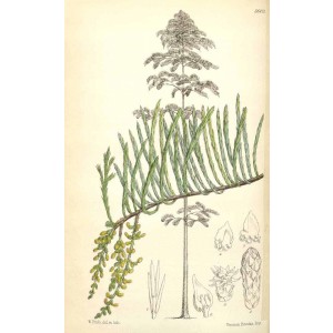 Taxodium ascendens, Syn. T. distichum var. ascendens