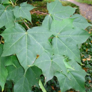Acer cappadocicum 'Rubrum'