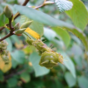 Corylopsis spicata 