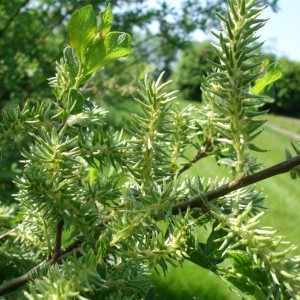 Salix caprea 
