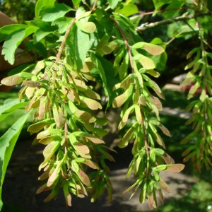 Acer cissifolium 