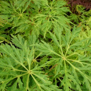 Acer japonicum ‘Aconitifolium Dissectum' (Syn. 'Green Cascade')
