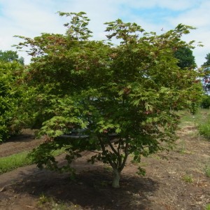 Acer japonicum ‘Aconitifolium'
