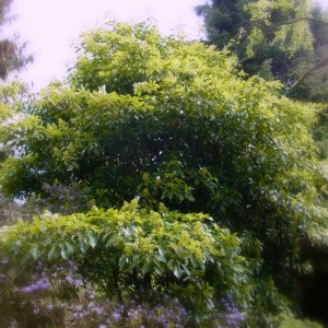 Trochodendron aralioides 