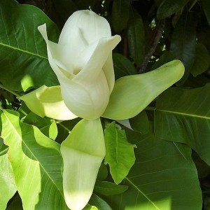 Magnolia macrophylla var. ashei