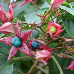 Clerodendron trichotomum var. fargesii