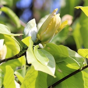 Magnolia acuminata 