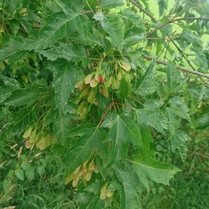 Acer ginnala 