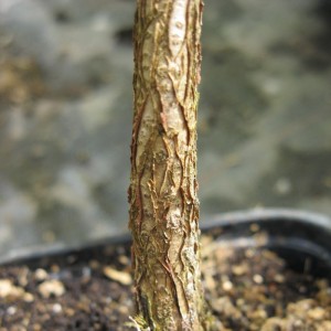 Acer nikoense (Syn. A. maximowiczianum)