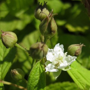 Rubus caesius 