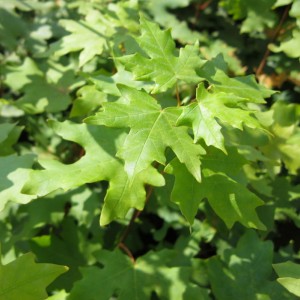 Acer saccharum ssp. grandidentatum 